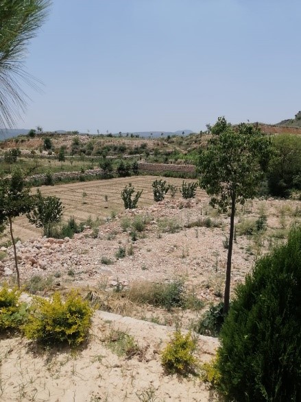 Embrace a Sustainable Future: Olive Culture and Reforestation Initiative